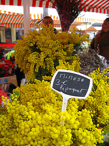 Mimosa, den smukkeste forårs bebuder